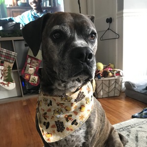 Fundraising Page: Jessica Telese